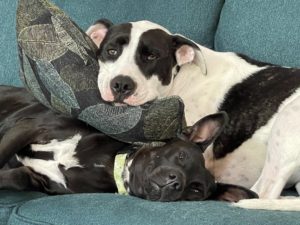 Two dogs lying on the sofa with a pillow