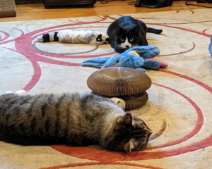 Two cats playing