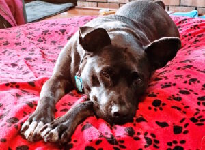 Black dog on a red bed