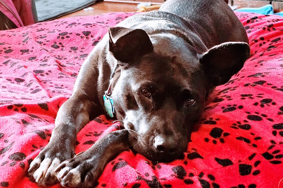 Black dog on a red bed